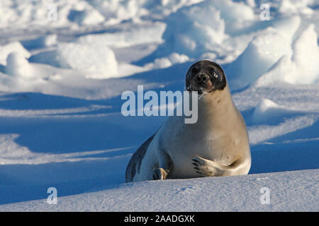 Harfe Dichtung (Phoca groenlandica), erwachsene Weibchen auf dem Eis, Magdalen Islands, Kanada Stockfoto