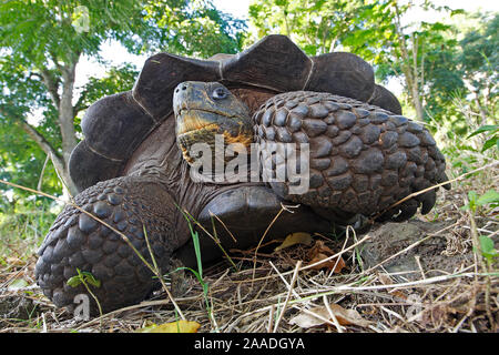 Galapagos Riesenschildkröte (Geochelone nigra porteri), Cerro El Chato, Insel Santa Cruz, Galápagos-Inseln Stockfoto