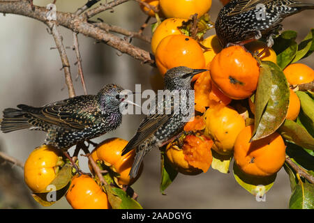 Star (Sturnus vulgaris), das essen von Früchten der japanischen Kakipflaume (diospyros Kaki), Provence, Frankreich Stockfoto