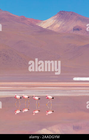 Andengemeinschaft Flamingos (Phoenicopterus andinus), Laguna Colorada, Bolivien. Dezember 2016. Stockfoto
