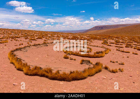 Hohe Altiplano mit tussock Gras genannt Paja brava (Festuca orthophylla), klonale Wachstum verbreiten. Bolivien. Dezember 2016. Stockfoto