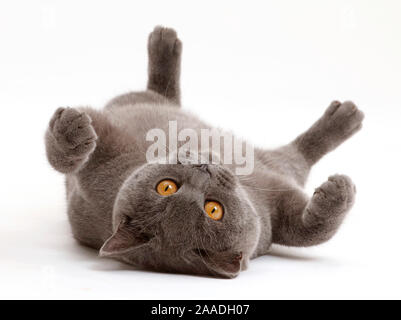 Blaue Britisch Kurzhaar Katze liegend auf seinem Rücken. Stockfoto