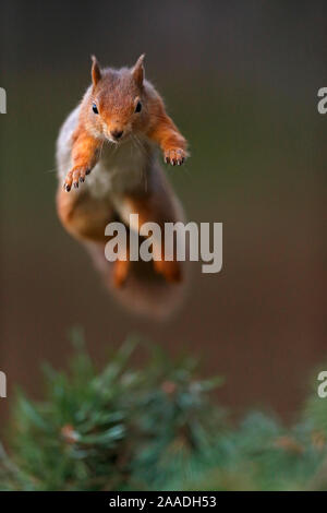 Eichhörnchen (Sciurus vulgaris) Mitte Leap, die Cairngorms National Park, Highlands, Schottland, UK, November. Stockfoto