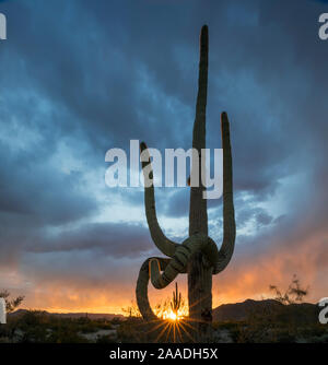 Archivierte SG - Doppelte 10/10/2017. Saguaro Kaktus (Carnegiea gigantea) bei Sonnenuntergang, mit hängenden Frost beschädigte Glieder, South Maricopa Berge Wüste Sonoran Desert National Monument, Arizona, USA, März. Stockfoto