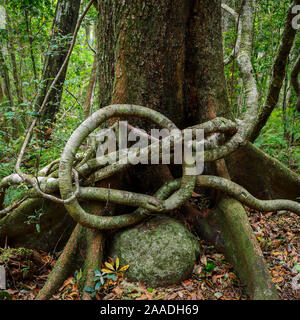 Würgefeige (Ficus sp) über die Hoop Pine Tree (Araucaria cunninghamii) mit Niederlassungen verknoten Runde gegenseitig, Morans fällt, grünen Bergen. Lamington Nationalpark, Regenwälder Australiens UNESCO Weltkulturerbe, Queensland, Australien Stockfoto