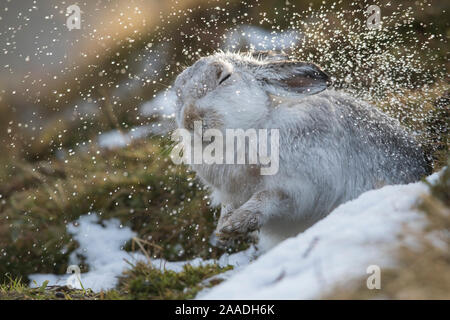 Schneehase (Lepus timidus) schütteln Regentropfen aus Fell, im Winter Fell, Schottland, UK, Januar. Stockfoto