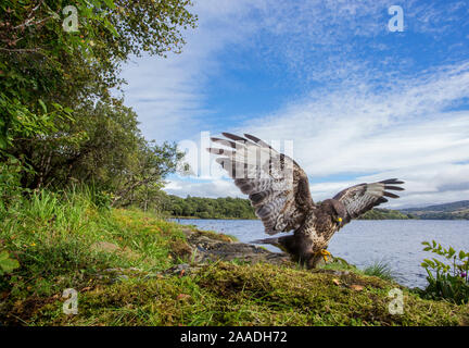 Mäusebussard (Buteo buteo) Landung auf Beute, die Flügel öffnen, Schottland, UK, September 2016. Stockfoto