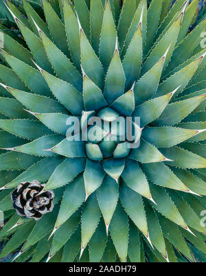 Agave (Agave utahensis) in der Nähe der Stacheln mit Pinyon Pine Cone (Pinus edulis), unter ihnen verkeilt. Grand Canyon-Parashant National Monument, Arizona, USA Stockfoto