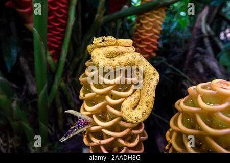 Nach Wimpern Pit Viper oder Wimpern Viper (Testudo schlegelii) (Viperidae: crotalinae). Distictive gelb/orange 'oropel" Form. Kletternde Arten ruht auf Wild Ginger Blume in der Mitte der Höhe Regenwald unter Geschichte. Karibik Hang, Costa Rica, Mittelamerika. (Sehr giftig). Stockfoto