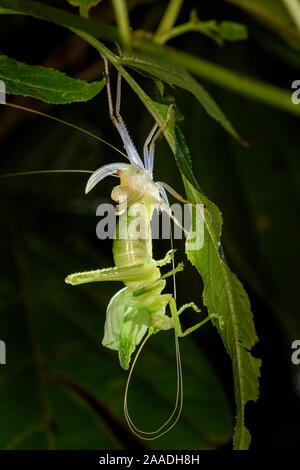 Blatt nachahmen Bush Cricket oder "katydid" (unbekannte Spezies, Familie Tettigoniidae) mitten in der Mauser seine Haut. Mauser von erwachsenen Stadium (instar) auf ein anderes ist als ecdysis bekannt. Montane Regenwald, Bosque de Paz Lodge, Karibik, Costa Rica.