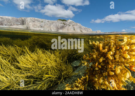 Blick auf bunte Algen und reichen Gezeitenzone um Borgle's Island, Nova Scotia, Kanada, September. Stockfoto