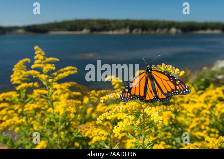 Monarchfalter (danaus Plexippus) Fütterung auf Goldrute, New Brunswick, Kanada, September. Stockfoto