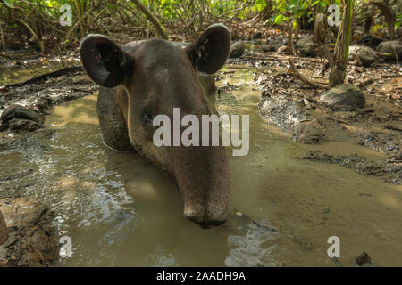 Baird's Tapir (Tapirus bairdii) ruht im Schlamm suhlen im Corcovado Nationalpark, Costa Rica, Mai. Gefährdet. Stockfoto