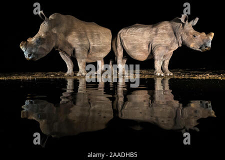 White Rhino (Rhinocerotidae)) am Wasserloch in der Nacht, Zimanga Private Game Reserve, KwaZulu-Natal, Südafrika. Stockfoto