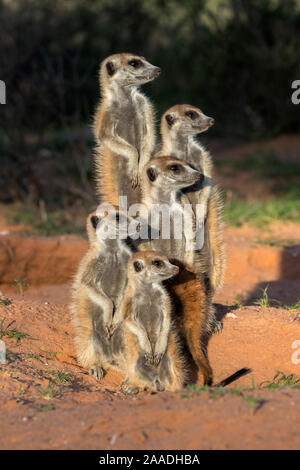 Erdmännchen (Suricata suricatta), Kgalagadi Transfrontier Park, Northern Cape, Südafrika, Januar. Stockfoto