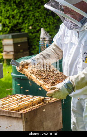 Imker inspektion Brut-kammer auf einem Honey Bee Hive. Norfolk, England, Juni 2017. Stockfoto