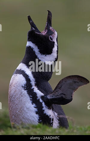 Magellanic penguin (Spheniscus Magellanicus), am Eingang des Burrow, Balz, Korpus Island, Falkland Inseln, Oktober Stockfoto