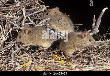 Mehr stick-nest Ratte (Leporillus conditor) Gruppe von Drei,, Shark Bay UNESCO Weltnaturerbe, Western Australia. Gefährdete Arten zu Shark Bay wieder eingeführt. Stockfoto