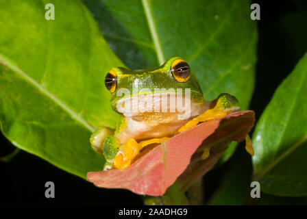 Zierliche Green Tree Frog (Litoria gracilenta), Wallamans fällt, Girringun National Park, Feuchten Tropen Queenslands UNESCO Weltnaturerbe, Queensland, Australien. Stockfoto