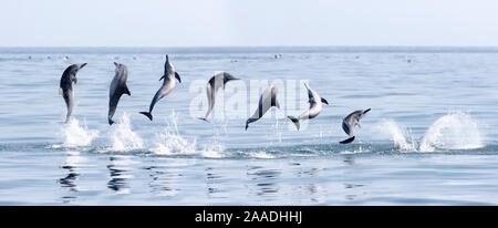 Spinner Delfin (Stenella longirostris) in der Spinnerei Manöver, Sri Lanka. Zusammengesetzte Sequenz von Bildern. Stockfoto