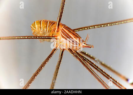 Ortmann squat Lobster (Chirostylus ortmanni) Durchführung einer Kupplung der Eier, Kashiwajima, Japan. Stockfoto