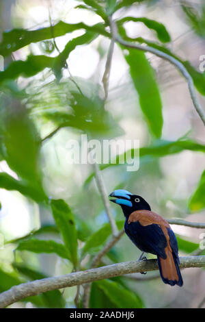 Helm vanga (Euryceros prevostii) männlich, Regenwälder der Atsinanana UNESCO-Weltkulturerbe, Marojejy Nationalpark, Madagaskar, November. Stockfoto