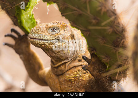 Galapagos land Iguana (Conolophus subcristatus) Fütterung auf Kaktus auf der Insel North Seymour, Galapagos. Stockfoto