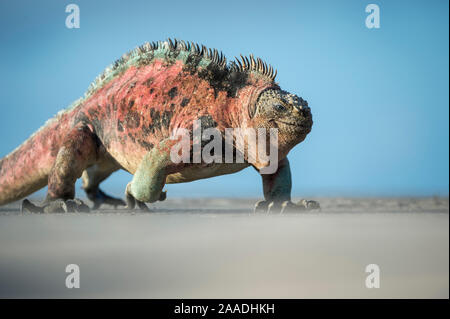 Marine iguana (Amblyrhynchus cristatus), männlich in voll zur Zucht Farben Insel Floreana, Galapagos. Stockfoto