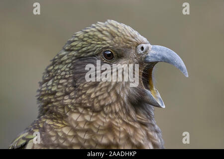 Nach Kea (Nestor notabilis) Close-up Portrait. Arthur's Pass National Park, Neuseeland, Juli. Gefährdete Arten. Stockfoto