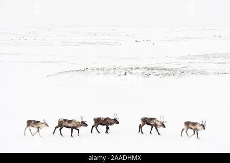 Inländische Rentier (Rangifer tarandus) fünf Fuß in der Linie, Sarek Nationalpark, Laponia Weltkulturerbe, Schwedisch Lappland, Schweden. Stockfoto