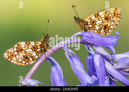 Zwei kleine Perle - grenzt fritillary Schmetterlinge (Boloria selene) ruht auf Bluebell, Marsland Mund, North Devon, Großbritannien. Mai 2017. Stockfoto