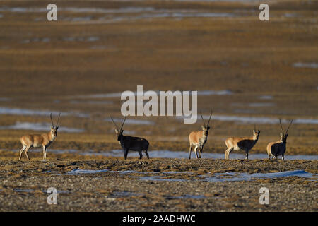 Tibetische Antilope oder Chiru (Pantholops hodgsonii), Keke Xili, Changtang, tibetischen Plateau, Qinghai, China Stockfoto