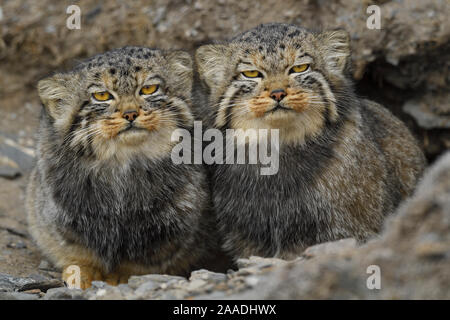 Pallas Cat's (Otocolobus manul), zwei nebeneinander sitzen, Qinghai, China Stockfoto