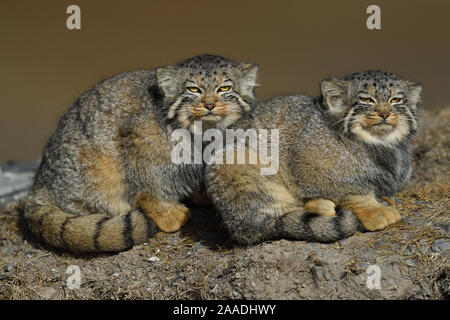 Pallas Cat's (Otocolobus manul) zwei nebeneinander sitzen, tibetischen Plateau, Qinghai, China Stockfoto