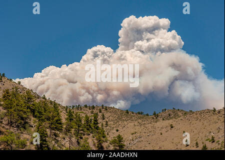 Fort Collins, Colorado Wald Feuer von Estes Park gesehen. Das Feuer wurde von toten Bäumen durch den Berg getötet intensiviert Kiefer Käfer (Dendroctonus ponderosae) Colorado, USA, Juni. Der aktuelle Ausbruch der Latschenkiefer Käfer hat besonders aggressiv gewesen. Dies ist bedingt durch den Klimawandel, monokultur Anpflanzen von Bäumen und Brandschutz. Stockfoto