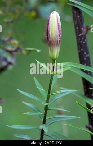 Geschlossen Lilie oder Lilium dunkelrot Mehrjährig Blumen bud warten zu öffnen und Blüte mit dunkelgrünen Blättern und anderen Pflanzen in lokalen Home Garten umgeben Stockfoto