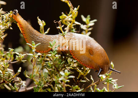 Red slug (Arion rufus), Bristol, England, UK, September. Stockfoto