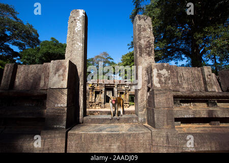 Toque Makaken (Macaca sinica sinica) unter den alten Ruinen. Polonnaruwa, Sri Lanka Februar. Stockfoto