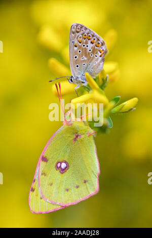 Adonis blue butterfly (Lysandra bellargus) und Berger getrübt gelben Schmetterling (Colias Alfacariensis), Hautes-Alpes, Frankreich, Mai. Stockfoto