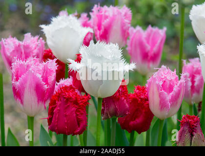 Gefranste Tulpe 'Dallas' (Rosa) und Tulipa des wan Flügel' (weiß) und Tulipa 'Valery Gergiev' (rot) wachsen im Garten Grenze. England, UK. Stockfoto