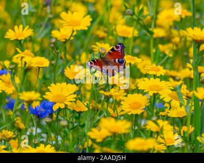 Peacock Schmetterlinge (Inachis io) Fütterung mit Mais Ringelblumen (Glebionis segetum) auf landwirtschaftliche Landspitze. England, UK. Stockfoto