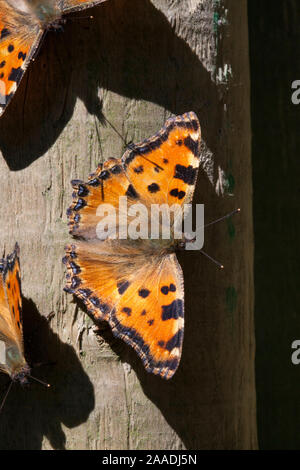 Großer Fuchs (Nymphalis polychloros), Sark, Britische Kanalinseln, Juli. Stockfoto