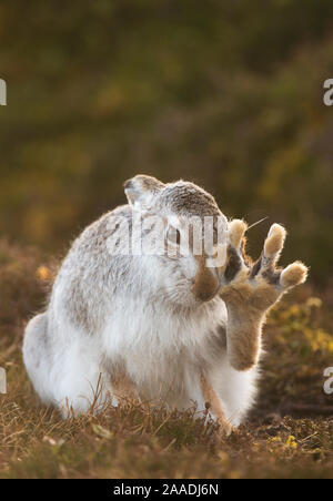Schneehase (Lepus timidus) selbst pflegen, mit dem hinteren Fuß angehoben, Cairngorms National Park, Schottland, Großbritannien, Februar. Hoch gelobt, in der tierischen Verhalten Kategorie der britischen Wildlife Photography Awards (Bwpa)-Wettbewerb 2017. Stockfoto