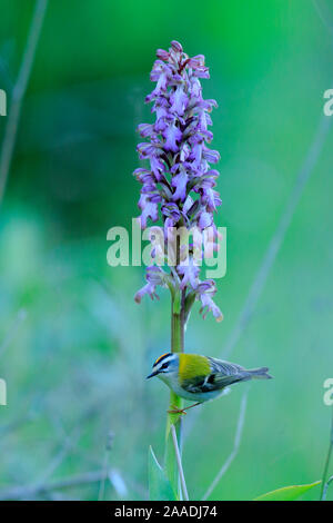 Firecrest (Regulus ignicapillus) thront auf einem riesigen Orchid (Himantoglossum robertianum) Cadiz, Andalusien, Spanien, März. Stockfoto