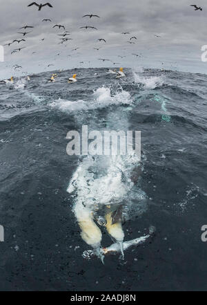 Zwei Basstölpel (Morus bassanus) für den gleichen Fisch während der Jagd konkurrieren, Noss NNR, Shetlandinseln, Schottland, UK Stockfoto