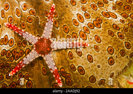 Halskette seastar (Fromia monilis) auf Seegurke (Bohadaschia argus) Yap in Mikronesien. Stockfoto