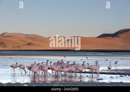 James's Flamingo (Phoenicoparrus jamesi) Herde am Ufer der Laguna Colorada/Reserva Eduardo Avaroa, Altiplano, Bolivien Stockfoto