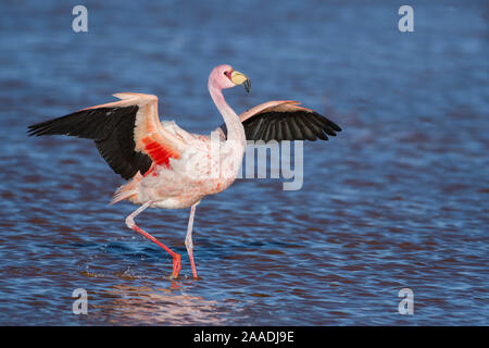 James's Flamingo (Phoenicoparrus jamesi) wandern mit Flügeln outstreched Laguna Colorada/Reserva Eduardo Avaroa, Altiplano, Bolivien Stockfoto