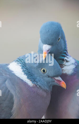 Ringeltaube (Columba palumbus) Paar gegenseitig putzen, den Niederlanden. Stockfoto