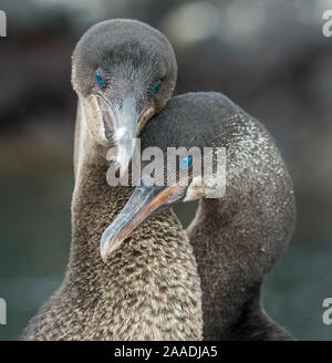 Flugunfähigen Kormoran (Phalacrocorax harrisi) Paar in der umwerbung Puerto Pajas, Isabela Island, Galapagos Stockfoto